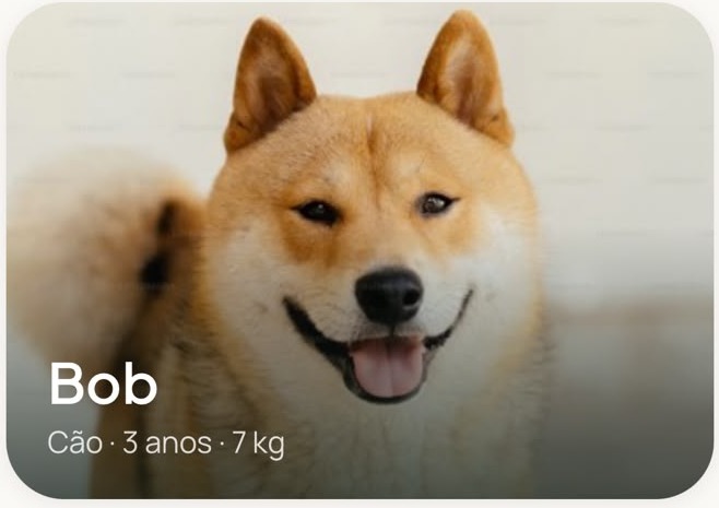 Bob, cão de 3 anos